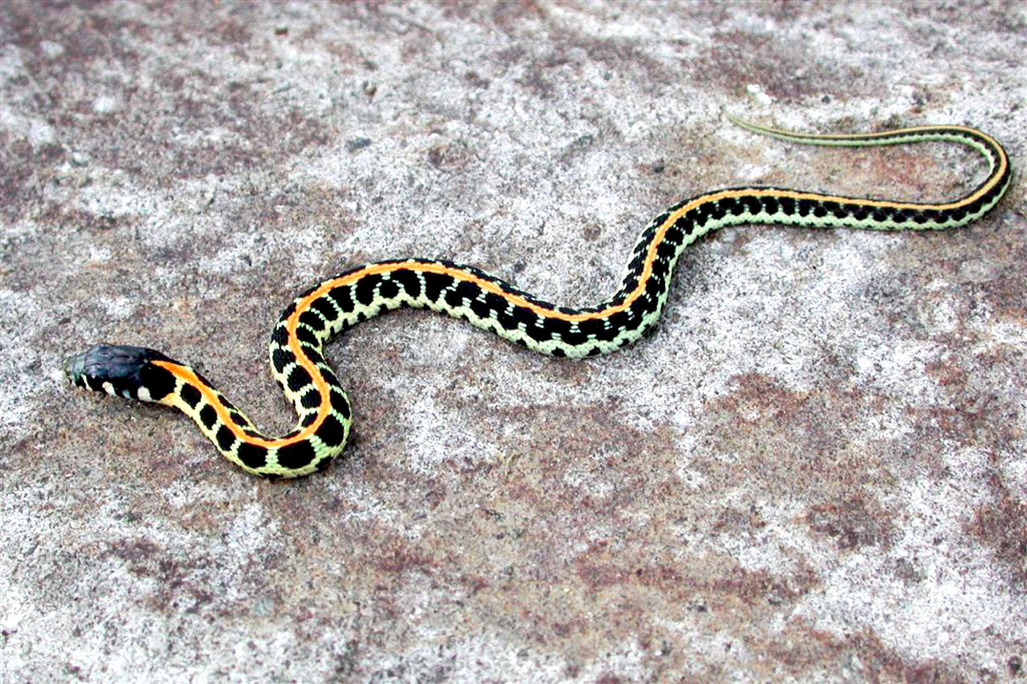 Подвязочная змея пестрая (Thamnophis Marcianus)