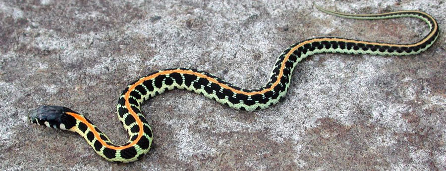 I think my next painting will be an abstract of the pattern on this snake. I regularly spot garter snakes when hiking in the Greenbelt. They are usually small, cute, and are totally harmless.