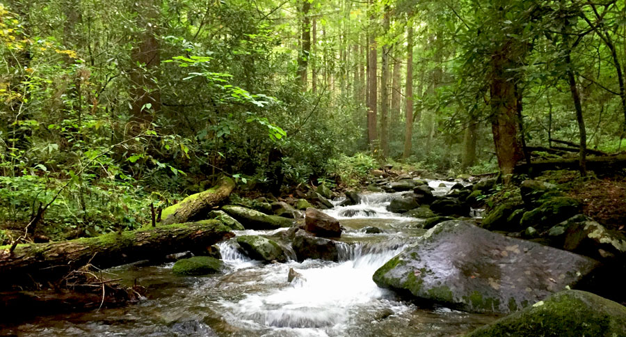 Cosby Creek in Great Smoky Mountains. It was so lush, vibrant green, and foggy. Water permeated everything. And everything was alive. It reminded me that this area is part of the Appalachian temperate rainforest, one of the most diverse in the world.