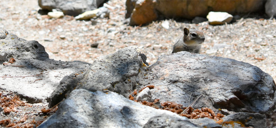 Our campsite buddy, who tried repeatedly to get inside our tent!