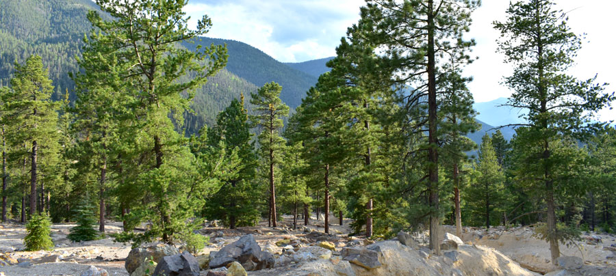 The forest around our campsite at Elephant Rock Campground near Red River, New Mexico. Awe-inspiring views, developed trails, and mountain goats wandering nearby.