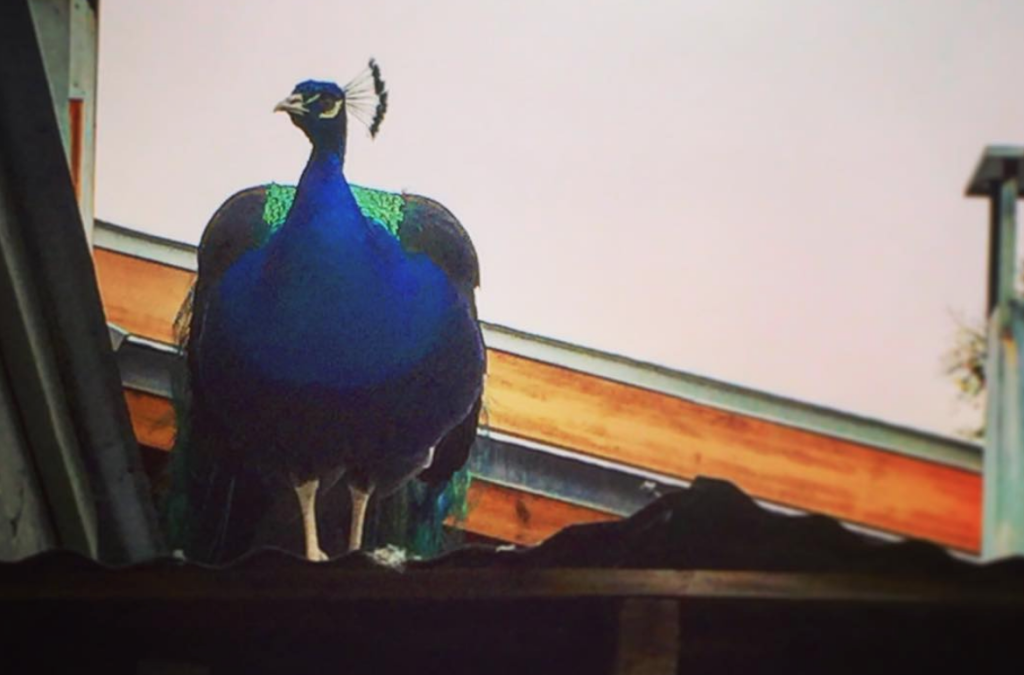 One of the fun things about Laguna Gloria is that it is home to a muster of peacocks, who wander around the gardens (and love to be near the warm kilns on colder days).