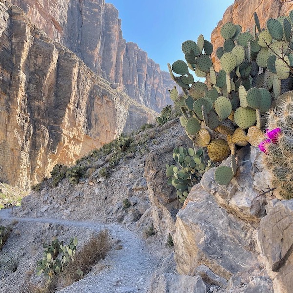 A blooming cactus on the hike into Santa Elena Canyon.
