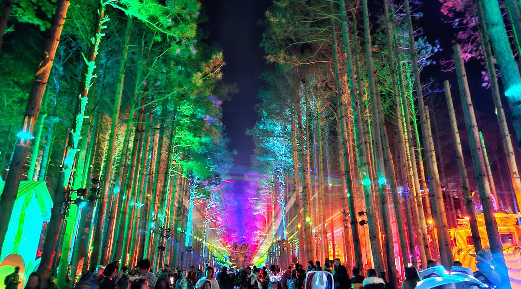 Colorful lights illuminate tall pine trees.