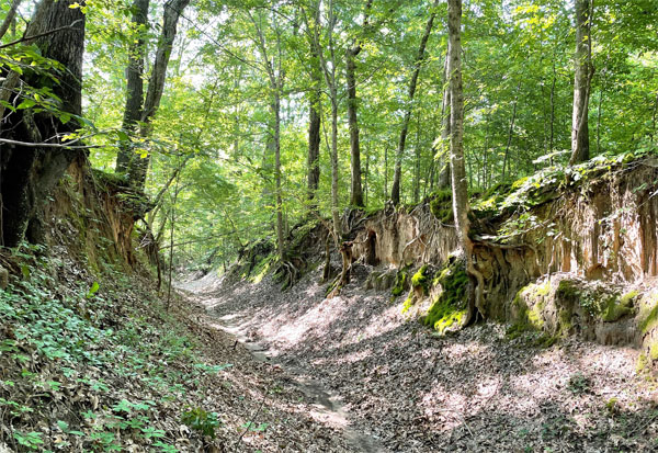 A sunken hiking trail beneath tall trees.