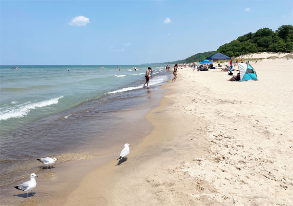 The sandy beach of Lake Michigan with seagulls.