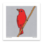 Summer Tanager - Art Print