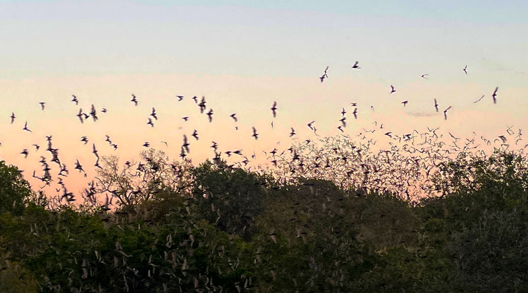 Bats flying through the sky at dusk.