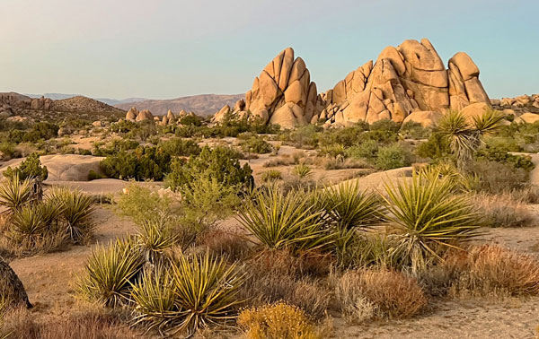 Large, rounded rocks and yuccas in the desert.