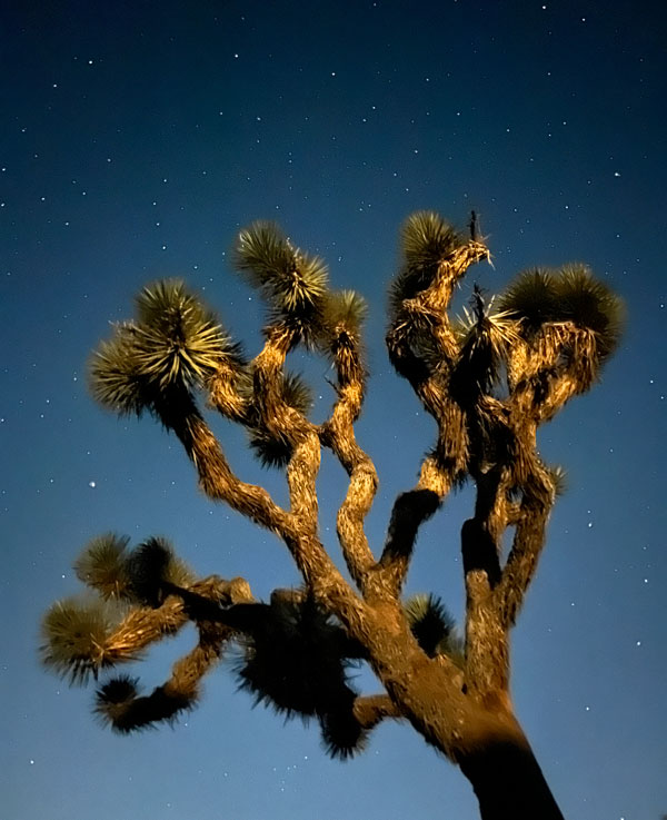 A Joshua Tree plant against the starry night sky.
